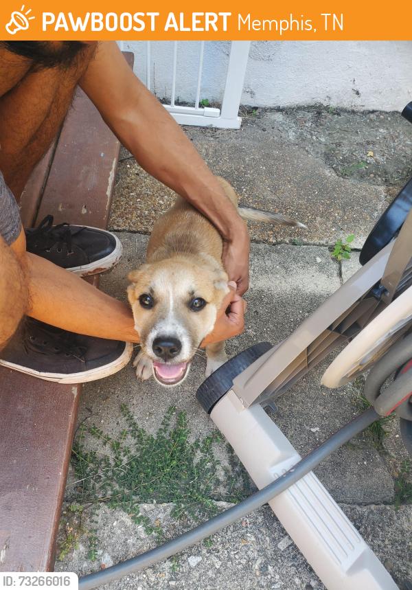 Found/Stray Unknown Dog last seen Stonewall and Snowden, Memphis, TN 38107