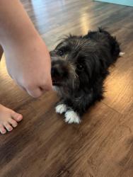 Reunited Female Dog last seen The magnolias, Ocala, FL 34480