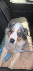 Found/Stray Unknown Dog last seen La vernia, La Vernia, TX 78121