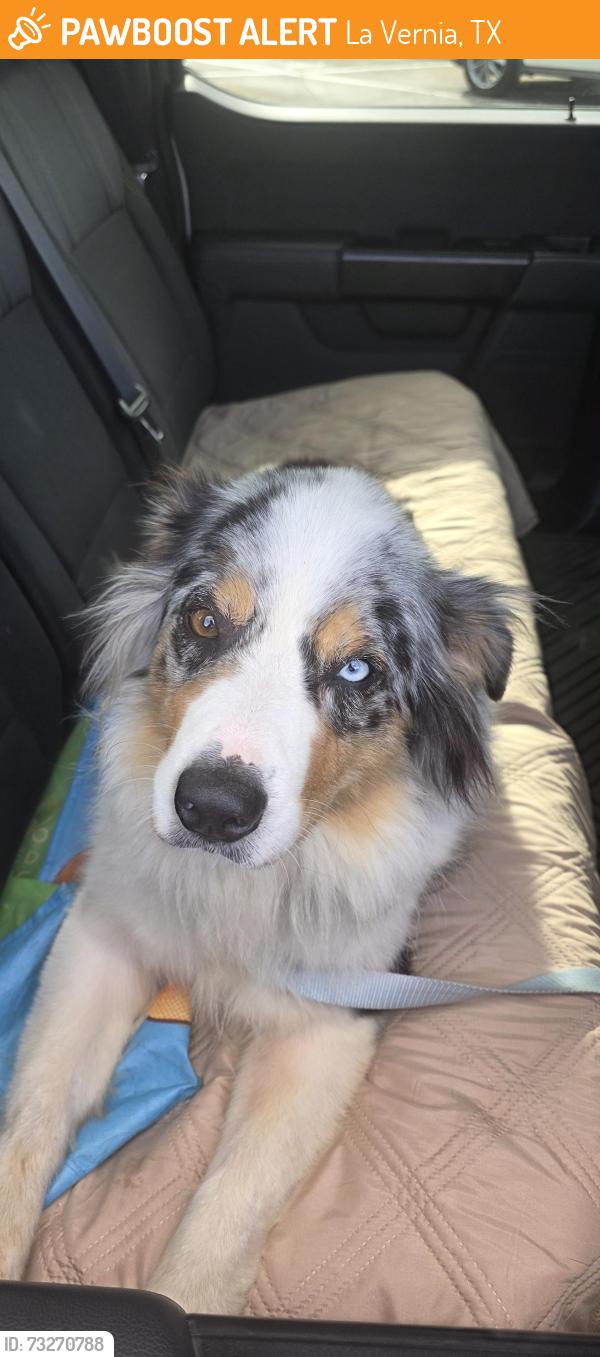 Found/Stray Unknown Dog last seen La vernia, La Vernia, TX 78121
