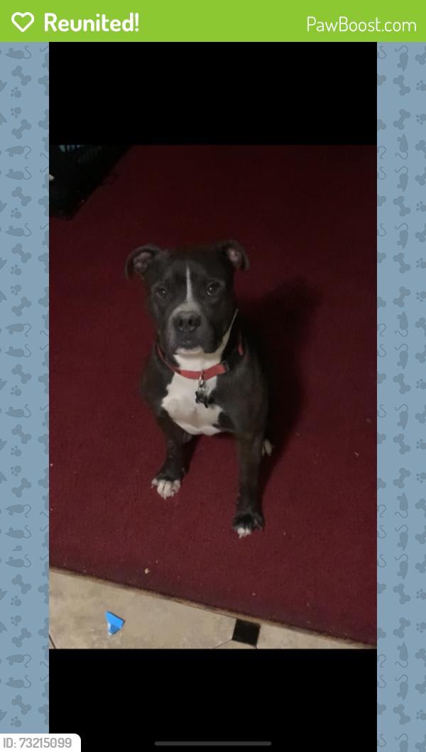 Reunited Male Dog last seen Near shining sumac ave Houston tx 77084, Houston, TX 77084