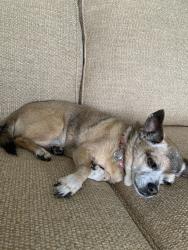 Lost Female Dog last seen Near NW 6th Terrace, Cape Coral, FL 33993