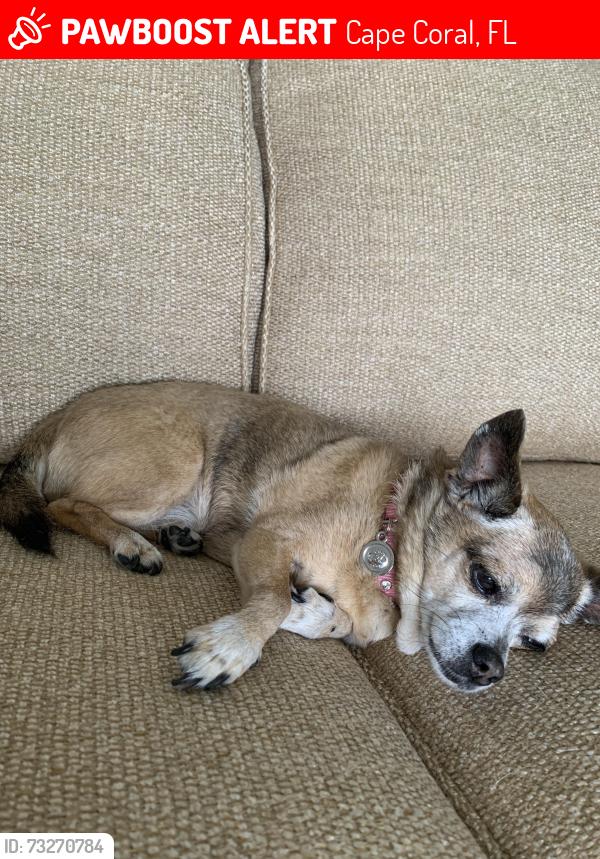 Lost Female Dog last seen Near NW 6th Terrace, Cape Coral, FL 33993
