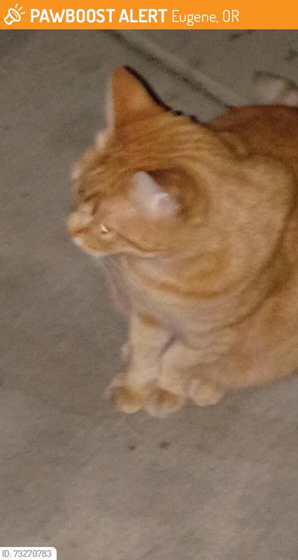Found/Stray Unknown Cat last seen Sheldon high school, Eugene, OR 97401