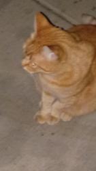 Found/Stray Unknown Cat last seen Sheldon high school, Eugene, OR 97401