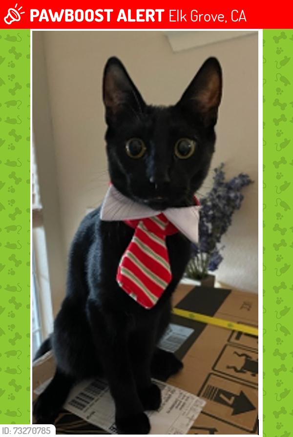 Lost Male Cat last seen New country Road and Bungalow way, Elk Grove, CA 95758