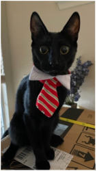 Lost Male Cat last seen New country Road and Bungalow way, Elk Grove, CA 95758