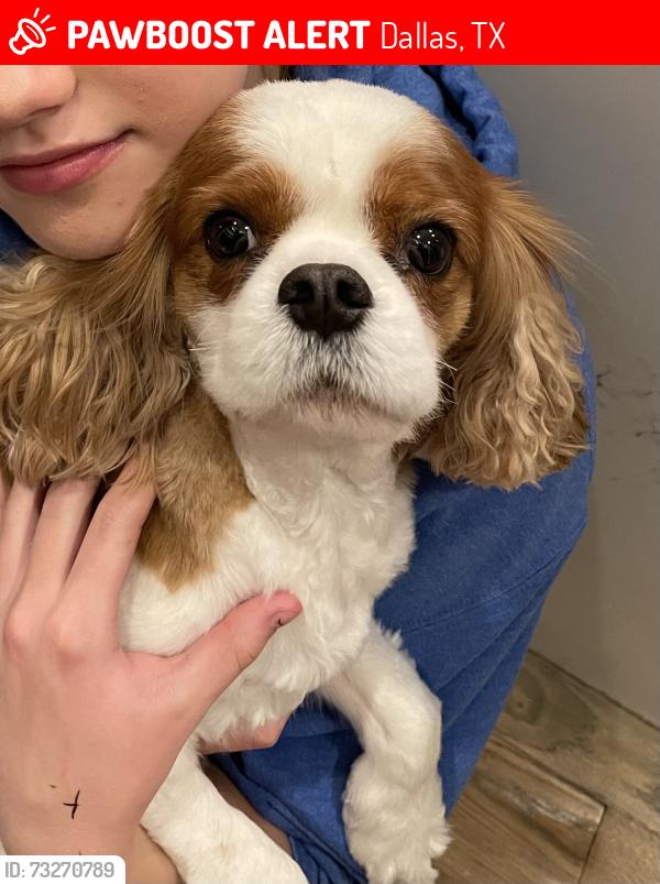 Lost Male Dog last seen Stichter and Thackery or Hillcrest, Dallas, TX 75230
