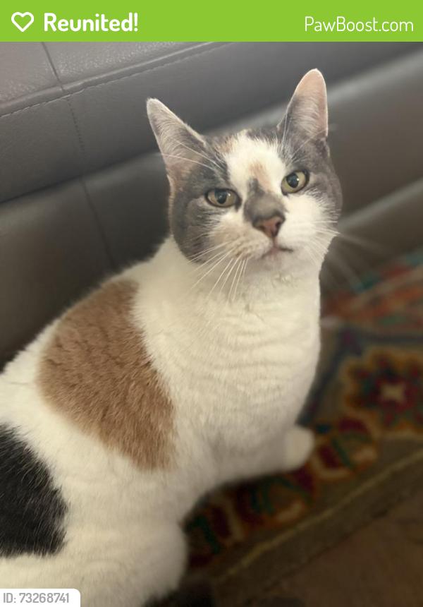 Reunited Female Cat last seen Near Valle Vista Ave, Monrovia, CA 91016, USA, Monrovia, CA 91016