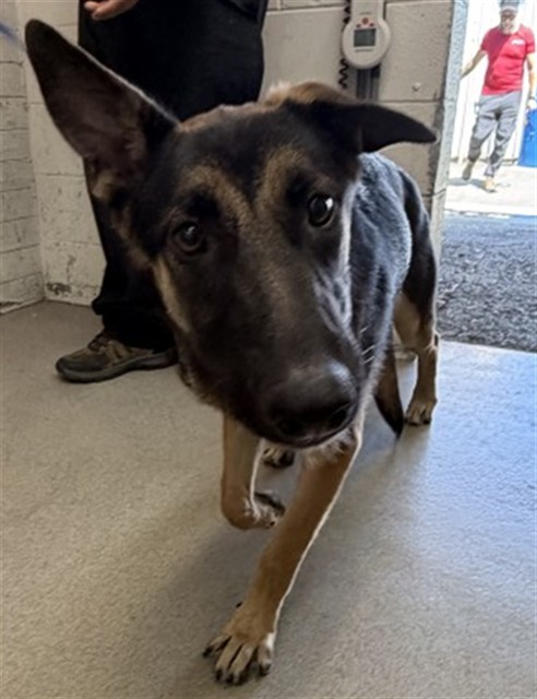 Shelter Stray Female Dog last seen E 2ND ST & N SIERRA WAY, SAN BERNARDINO, CA, 92408, USA, 333 Chandler Pl, San Bernardino, CA 92408, USA