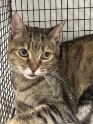 Shelter Stray Female Cat last seen , 14409 Vanowen St, Van Nuys, CA 91405, USA