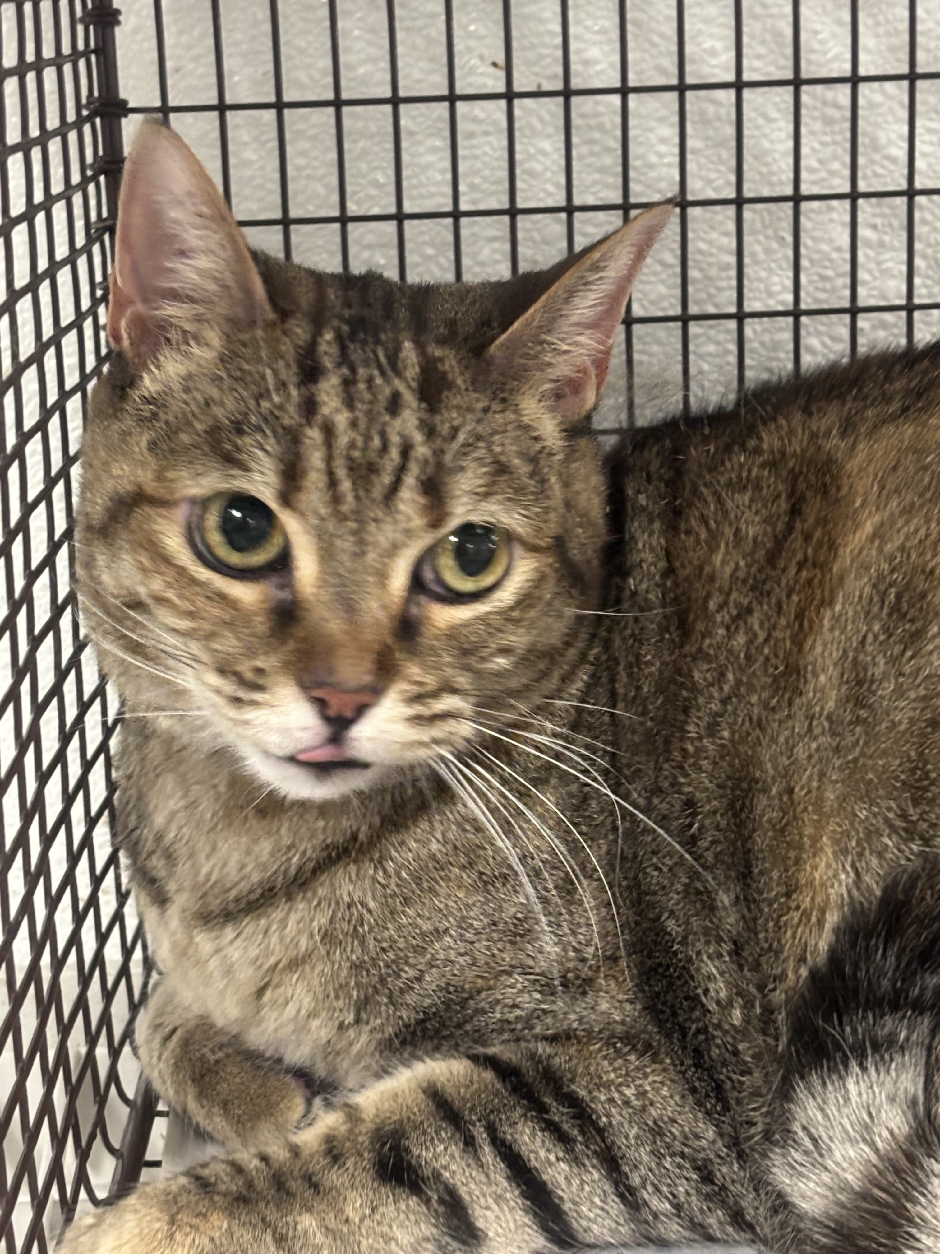 Shelter Stray Female Cat last seen , 14409 Vanowen St, Van Nuys, CA 91405, USA