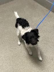 Shelter Stray Male Dog last seen Near BLK HARTMAN ST, LAS VEGAS NV 89108, 655 N Mojave Rd, Las Vegas, NV 89101, USA