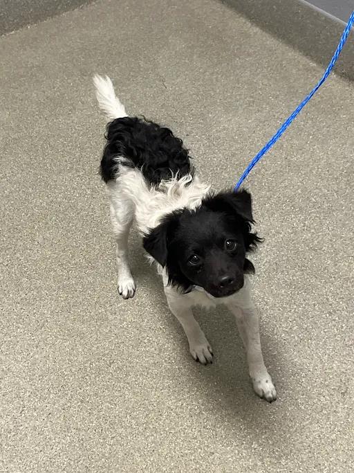 Shelter Stray Male Dog last seen Near BLK HARTMAN ST, LAS VEGAS NV 89108, 655 N Mojave Rd, Las Vegas, NV 89101, USA