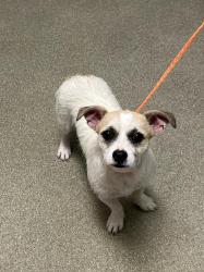 Shelter Stray Male Dog last seen S MOJAVE RD | PECOS MCLEOD INT, 655 N Mojave Rd, Las Vegas, NV 89101, USA