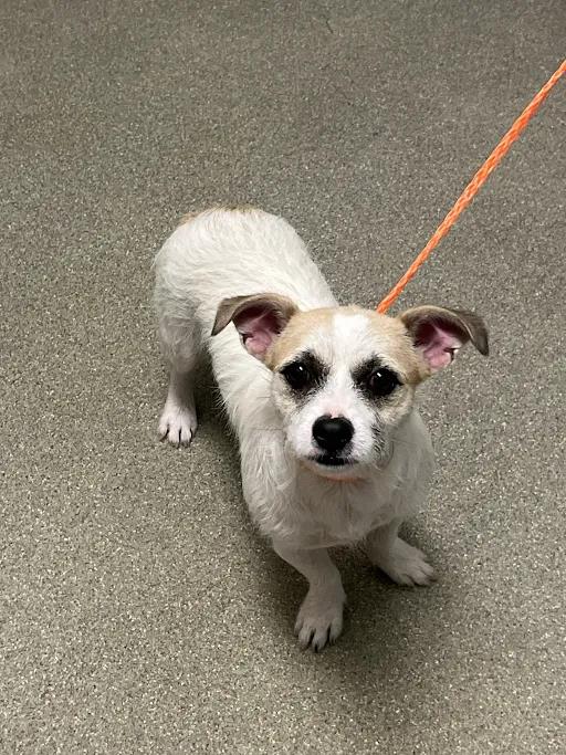 Shelter Stray Male Dog last seen S MOJAVE RD | PECOS MCLEOD INT, 655 N Mojave Rd, Las Vegas, NV 89101, USA
