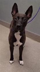 Shelter Stray Male Dog last seen BOULDER HWY & E DESERT INN RD, 655 N Mojave Rd, Las Vegas, NV 89101, USA