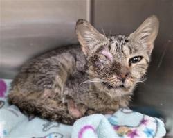Shelter Stray Female Cat last seen Near BLOCK ICEBERG, 4710 TX-151, San Antonio, TX 78227, USA