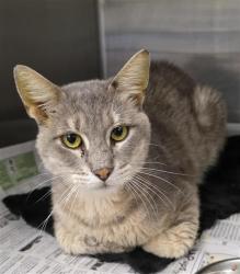 Shelter Stray Unknown Cat last seen Near BLOCK COMPTON, 4710 TX-151, San Antonio, TX 78227, USA