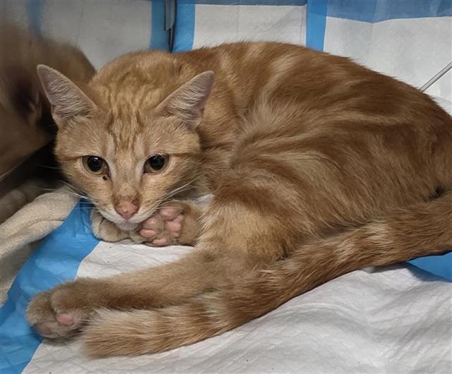 Shelter Stray Male Cat last seen Near BLOCK KNOLLWOOD DR, 4710 TX-151, San Antonio, TX 78227, USA