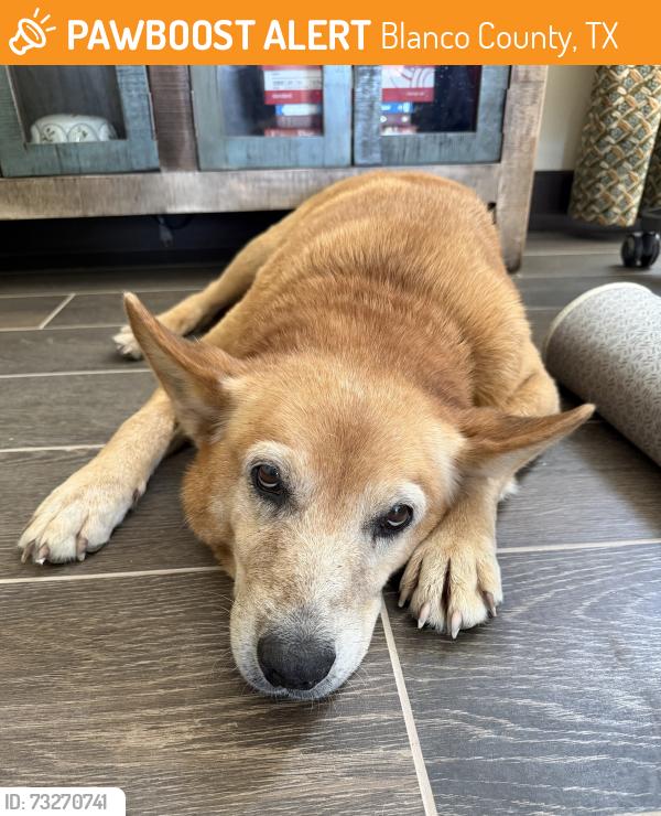 Found/Stray Female Dog last seen Little Blanco & Kendalia Rd., Blanco County, TX 78606