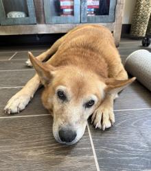 Found/Stray Female Dog last seen Little Blanco & Kendalia Rd., Blanco County, TX 78606