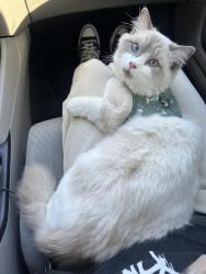 Reunited Male Cat last seen Alondra 160th st, Norwalk, CA 90650