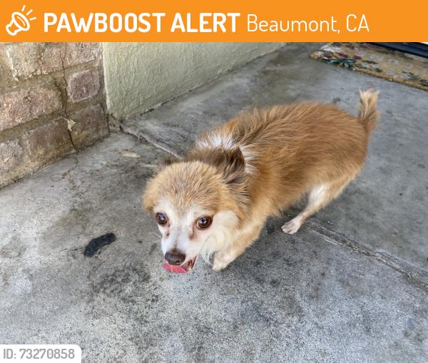 Found/Stray Unknown Dog last seen 12th Street, Beaumont, CA 92223
