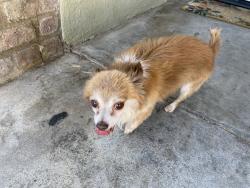 Found/Stray Unknown Dog last seen 12th Street, Beaumont, CA 92223