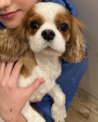 Lost Male Dog last seen Thackery /Hillcrest on Stichter Ave, Dallas, TX 75230