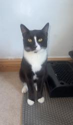Lost Male Cat last seen George Dixon Academy, West Midlands, England B16 0NE