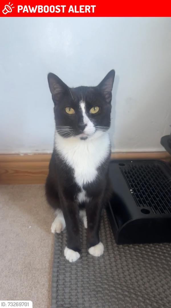 Lost Male Cat last seen George Dixon Academy, West Midlands, England B16 0NE