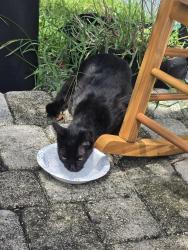 Reunited Unknown Cat last seen Seminola and Diane Circle, Casselberry, FL 32707