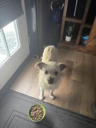 Found/Stray Male Dog last seen Lake Wousickett, Winston-Salem, NC 27105
