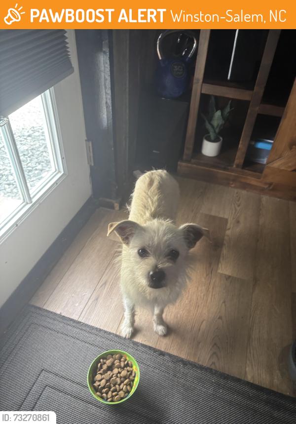 Found/Stray Male Dog last seen Lake Wousickett, Winston-Salem, NC 27105