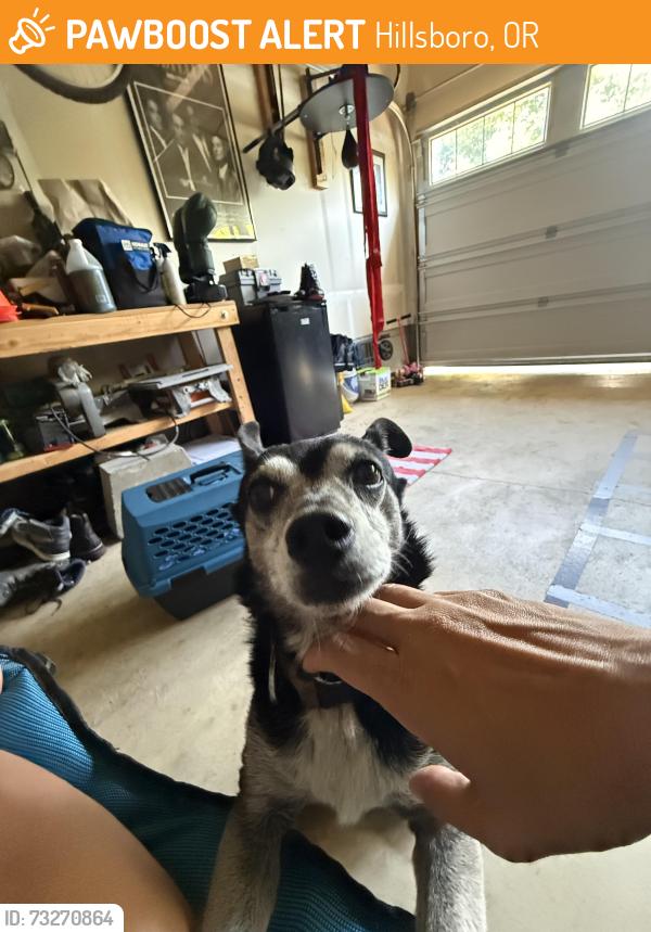 Found/Stray Male Dog last seen SE Davis near Hillsboro Highschool, Hillsboro, OR 97123