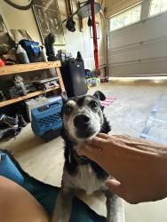 Found/Stray Male Dog last seen SE Davis near Hillsboro Highschool, Hillsboro, OR 97123