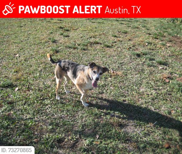 Lost Female Dog last seen Bolm road district park, Austin, TX 78725