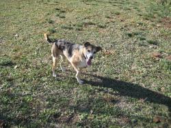 Lost Female Dog last seen Bolm road district park, Austin, TX 78725