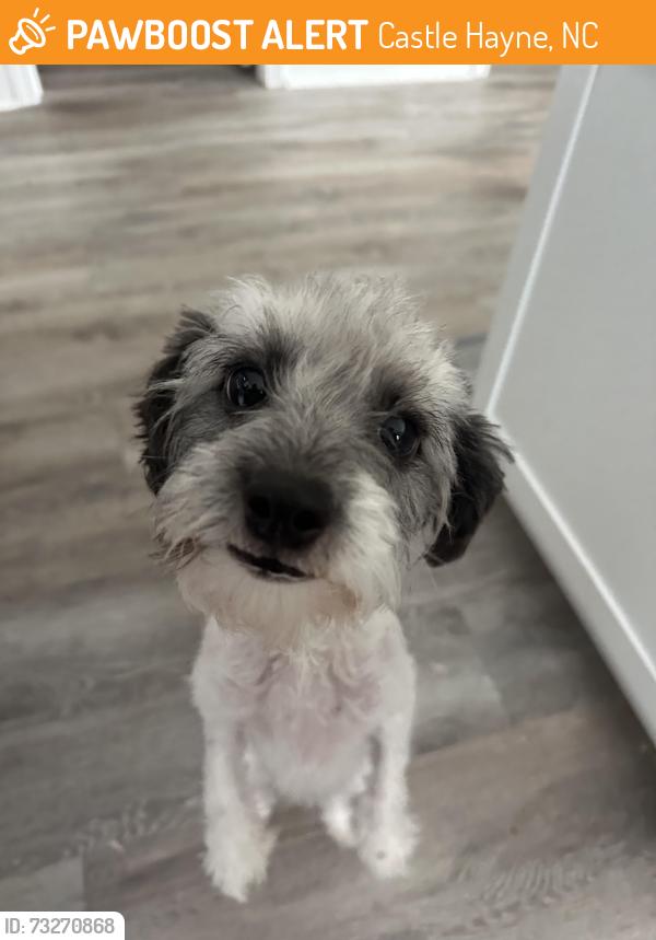 Found/Stray Male Dog last seen Widow walk, Castle Hayne, NC 28411