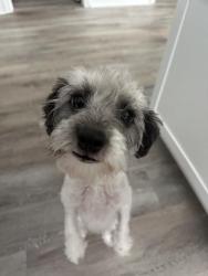Found/Stray Male Dog last seen Widow walk, Castle Hayne, NC 28411