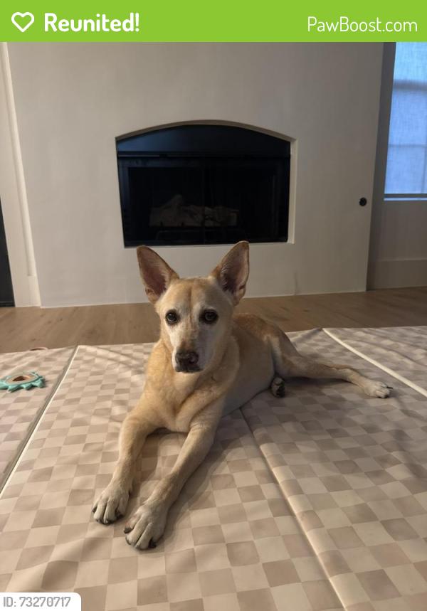 Reunited Unknown Dog last seen Park glen elementary, Fort Worth, TX 76137