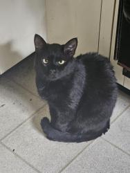 Lost Male Cat last seen Sandy Brookd rd, Colebrook, CT 06021