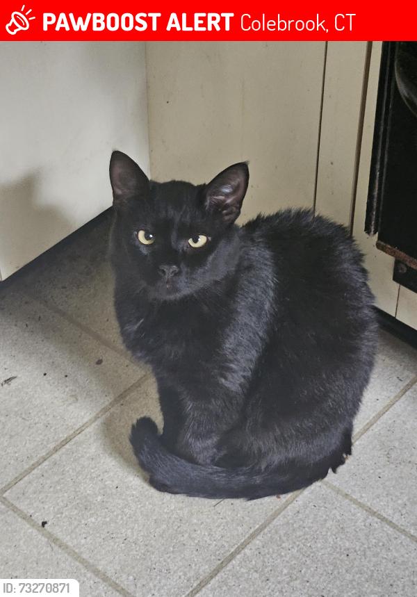 Lost Male Cat last seen Sandy Brookd rd, Colebrook, CT 06021