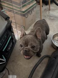 Found/Stray Unknown Dog last seen Herndon and milburn, Fresno, CA 93722