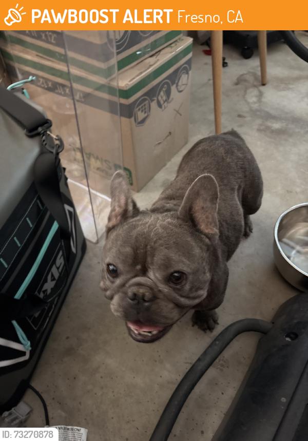 Found/Stray Unknown Dog last seen Herndon and milburn, Fresno, CA 93722
