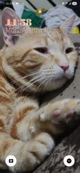 Lost Male Cat last seen South Pointe, Riverview, FL 33578