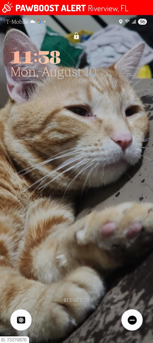 Lost Male Cat last seen South Pointe, Riverview, FL 33578