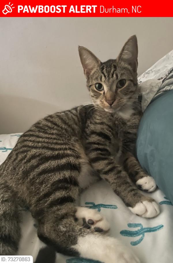Lost Male Cat last seen Near Wilkins Dr Durham NC 27705, Durham, NC 27705