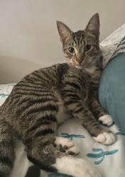 Lost Male Cat last seen Near Wilkins Dr Durham NC 27705, Durham, NC 27705